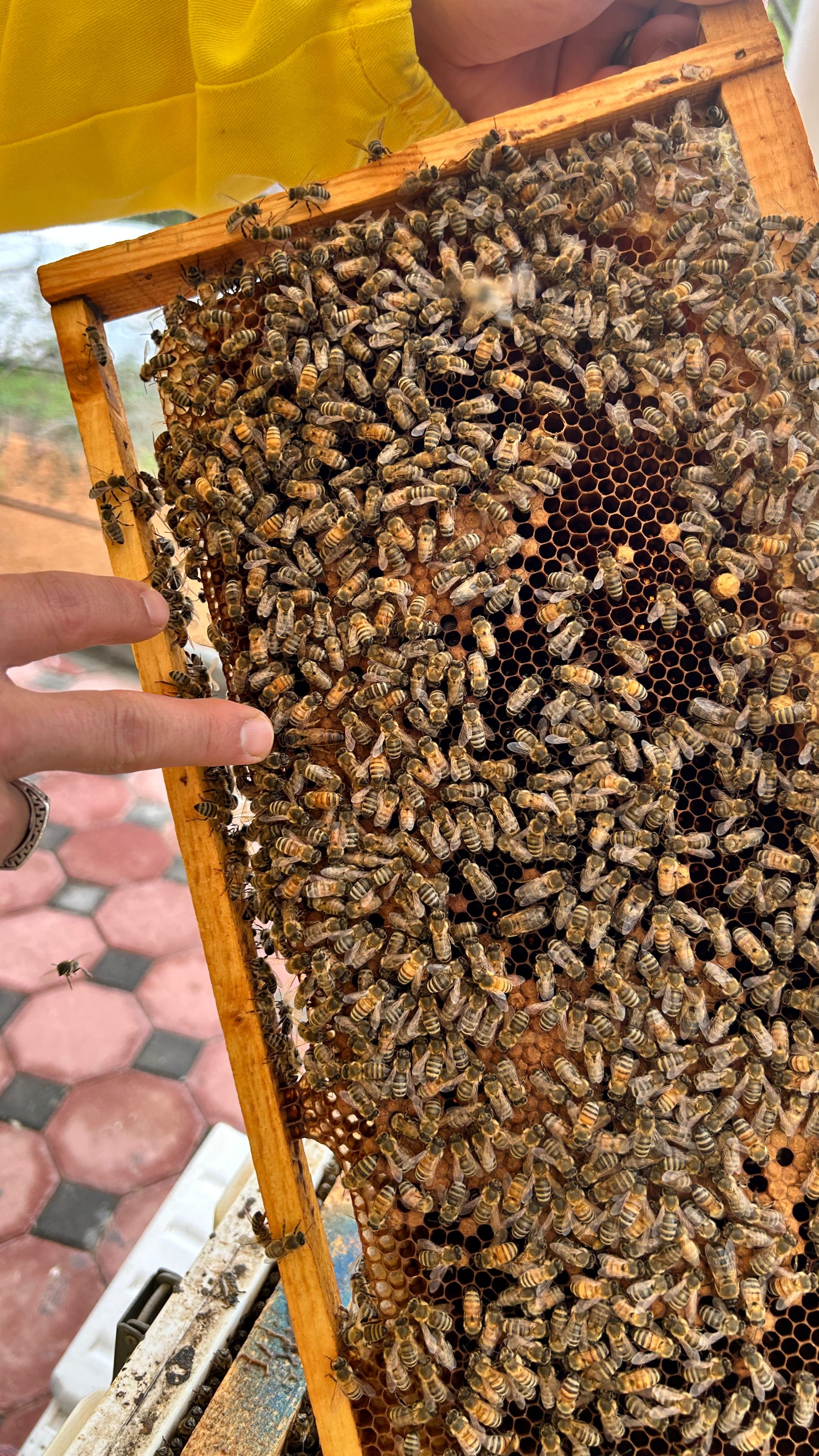 The queen bee surrounded by worker bees at Hatta Honey Bee Garden